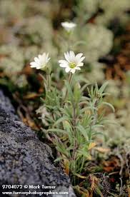 Image result for Cerastium indicum