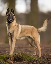 Learn About The Belgian Malinois Dog Breed Belgian Malinois Malinois Dog Belgian Malinois Dog