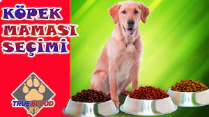 hangi mamayi kullanmaliyim kopek mamalari kuru mama yas mama youtube