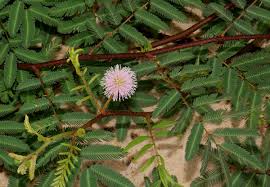 Image result for Mimosa pigra