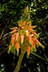 Image result for Aneilema dregeanum