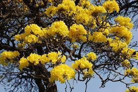 Check spelling or type a new query. Take In The Yellow Riot Of Tecoma Chandigarh Tree Lovers Facebook