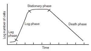 In this paper, the bacterial growth thermograms was determined and the fungistatic action of synthetic,drugs was studied. Growth Of Bacteria And The Bacterial Growth Curve Online Science Notes