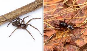 False widows like dry, warm environments where they will be unlikely. How To Spot False Widow Spiders What To Do If The False Widow Spider Bites You Advice Nature News Express Co Uk