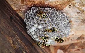 It is not as dangerous as trying to eradicate the pest physically, but it is essential that you also put on your. How To Get Rid Of Wasps The Smart Trick That Nobody Is Talking About Bug Busters Birmingham