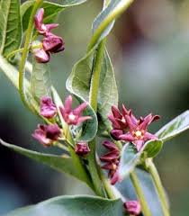 Image result for Vincetoxicum sylvaticum