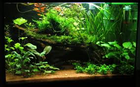 Pin By Igor Franconeri On Aquarium Tropical Fish Aquarium Freshwater Aquarium Planted Aquarium