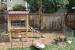 Backyard Chickens Coop
