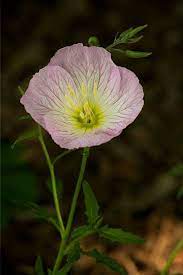 Showy Evening Primrose My Favorite Flower Evening Primrose Flower Evening Primrose Primrose
