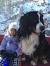 Bernese Mountain Dog Full Grown
