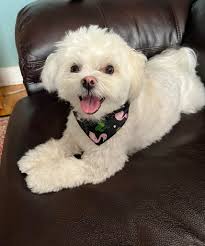 Happy #NationalPetDay from Florence, a much-loved resident of The Rabbit 🖤  🐶