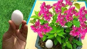 Does your answer for best flower fertilizer for blooms come with coupons or any offers? Best Free Fertilizer For Any Plants 3 Easy Ways To Use Eggshell In Gardening Youtube