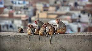 The centre for disease control (cdc) of the united states has said that the b virus infections in people were rare. Jfixrizkhfuncm