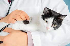 Mammograms have a black background with white and gray coloring to show breast tissue. Fibrosarcoma In Cats Symptoms Causes Diagnosis Treatment Recovery Management Cost