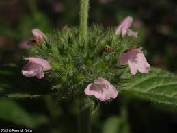 Image result for Clinopodium simense