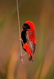 Birds Of A Feather Song Southern Red Bishop By Ignacio Yufera Pretty Birds Wild Birds Beautiful Birds