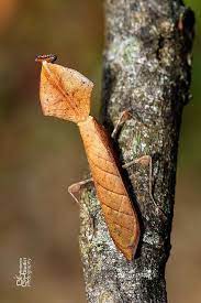 Pin By Gk Frr On Insects Bugs And Insects Weird Animals Beautiful Bugs