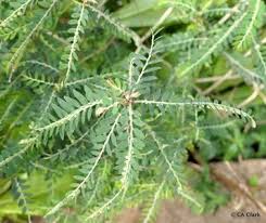 Image result for Phyllanthus engleri