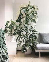 Provide a large container to allow air roots to deliciosa albo variegata are very easy to grow tropical plants that require little care indoors or out. How To Care For A Monstera Borsigiana Indoor Home Garden