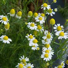 German Chamomile Matricaria Recutita Chamomile Plant Herb Garden Herbal Tea Garden