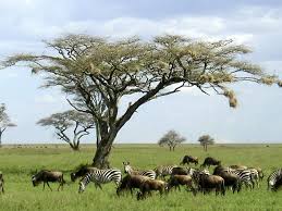 Serengeti Park Traveling To Heaven Tanzania Safari Serengeti National Park Africa Travel