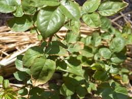春の嵐 葉先が茶色に枯れる うどん粉病 バラの手入れ