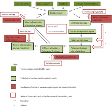 An Odyssey Through Chronic Pelvic Pain In Women