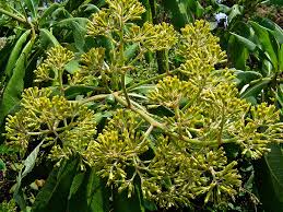 Image result for Solanecio