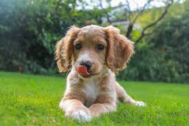 444 x 500 jpeg 46 кб. Why Do Dogs Lick Their Lips Great Pet Care