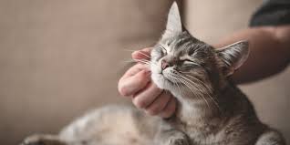 ‪22 Mind-Blowing Facts About Cats: Feline Fun Trivia | Purina US‬‏