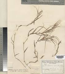 Image result for Walleria mackenziei