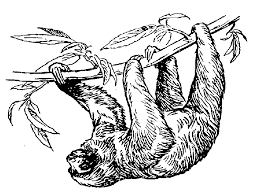 Sloth coloring pages clipart black and white free sloth coloring pages clipart black and white printable for kids and adults. Sloth Clipart Black Novocom Top