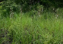 Image result for Chlorophytum pubiflorum