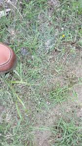 Scalping is most effective if done. When To Scalp Bermuda Lawn