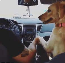 From chasing after their own tail to eating snow, animal conduct is nowhere near as controlled or calculated as ours. 10 Times Animals Acted Like Humans And Totally Cracked Us Up Cute Baby Animals Dogs Cute Animals