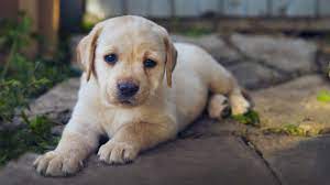 Are You Looking For Suitable Soft Toys For Labradors Labrador Puppy Puppy Training Puppies