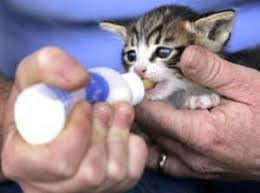 what to feed a kitten raising newborn kittens