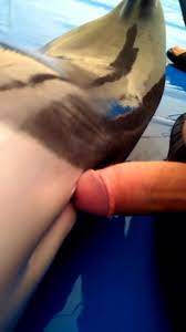 Dolphin zooporn