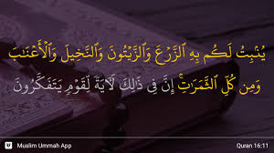 Terjemahan perkata per kata, tafsir ~ audio reciter. Surah An Nahl Ayat 11 Qs 16 11 Tafsir Alquran Surah Nomor 16 Ayat 11
