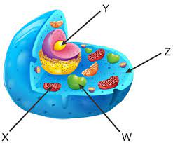 Anaerobic respiration (both glycolysis and fermentation) takes place in the fluid portion of the cytoplasm whereas the bulk of the energy yield of aerobic respiration. Cellular Respiration Flashcards Quizlet