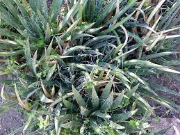 This great agave gets small but thick fleshy pointed leaves and yellowish flowers on tall stems well above the foliage, but they only bloom. Agave Toumeyana Toumey S Agave