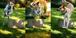 This excellent hunter and vermin exterminator was proclaimed the national dog of this. Hunderasse Ideen Hund Rasse Mix