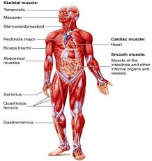 Most critical organs are housed within the torso. Muscular System Accessscience From Mcgraw Hill Education