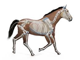 Directional terms, skeletal, and muscle introduction. The Equine Anatomy The Skeleton Stock Illustration Illustration Of Science Artwork 165079698