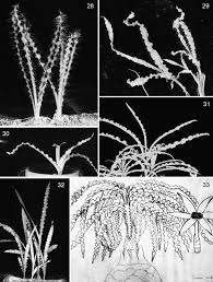 Image result for Dipcadi papillatum