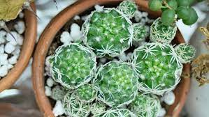 This small cactus succulent can grow upto 2 inches in width & upto 4 to 5 inches tall when stacked on one another. Thimble Cactus Mammillaria Gracilis Care Info Houseplant Central