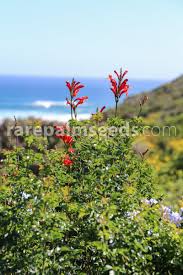 Image result for Tecomaria capensis