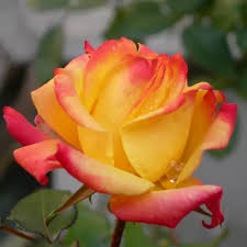 Rosso - giallo - Rose Ibridi di Tea - rosa del profumo discreto -  Piccadilly - Vendita Online di Rose da Giardino ???? PharmaRosa®