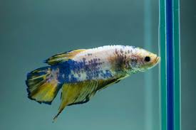 Why Betta Fish Spit Out Its Food From Time To Time Betta Source