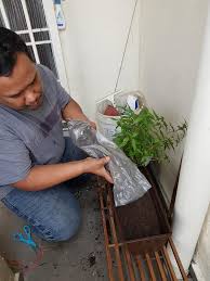 Tips penanaman pokok daun sup/saderi cina begini cara mudah tanam kesum di balkoni hanya guna baldi kacang tanah tanpa racun serangga tapi 10 herba yang rumah myagri com mymyagri 5 menanam bawang merah sendiri bisa pakai. Dari Sepasu Tanam Kesum Makin Menjadi Jadi Suburnya Tip Tanam Daun Kesum Khalifah Media